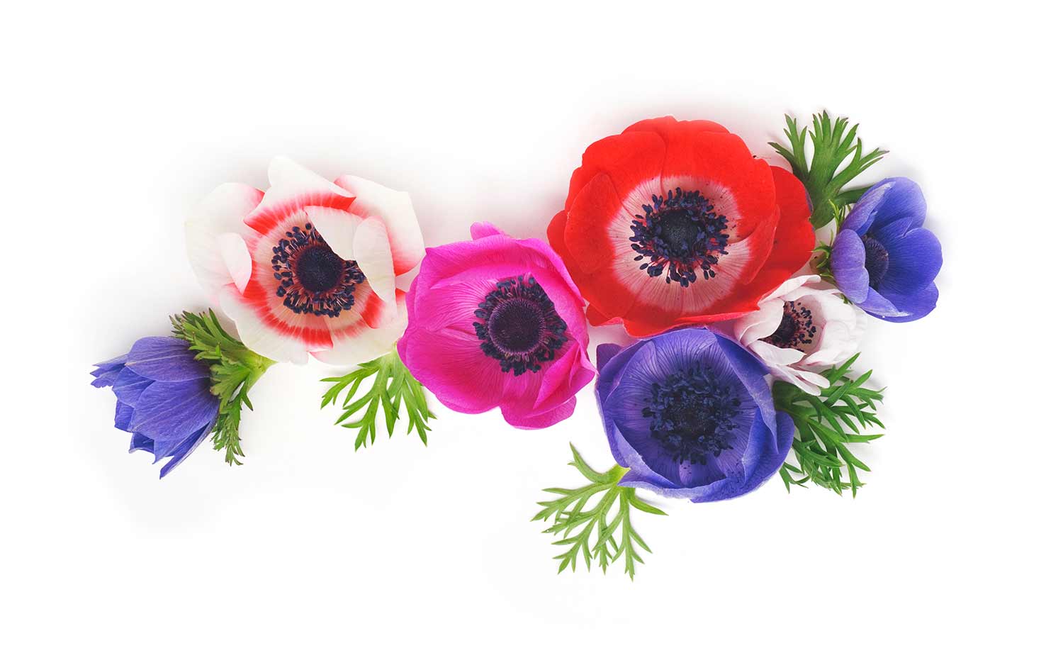 Anemone