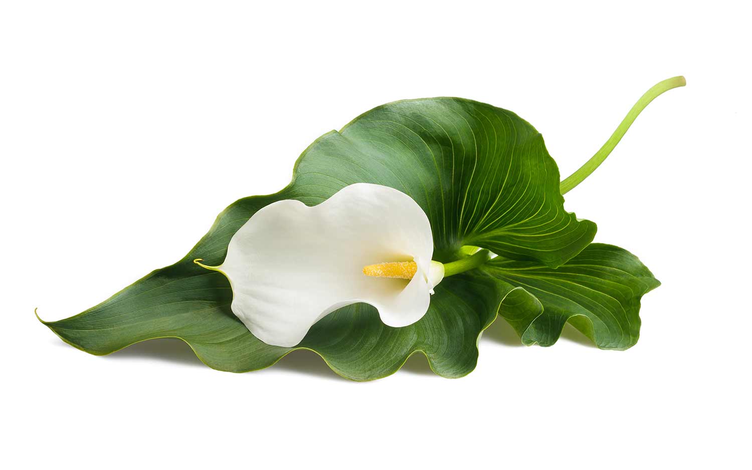 Calla