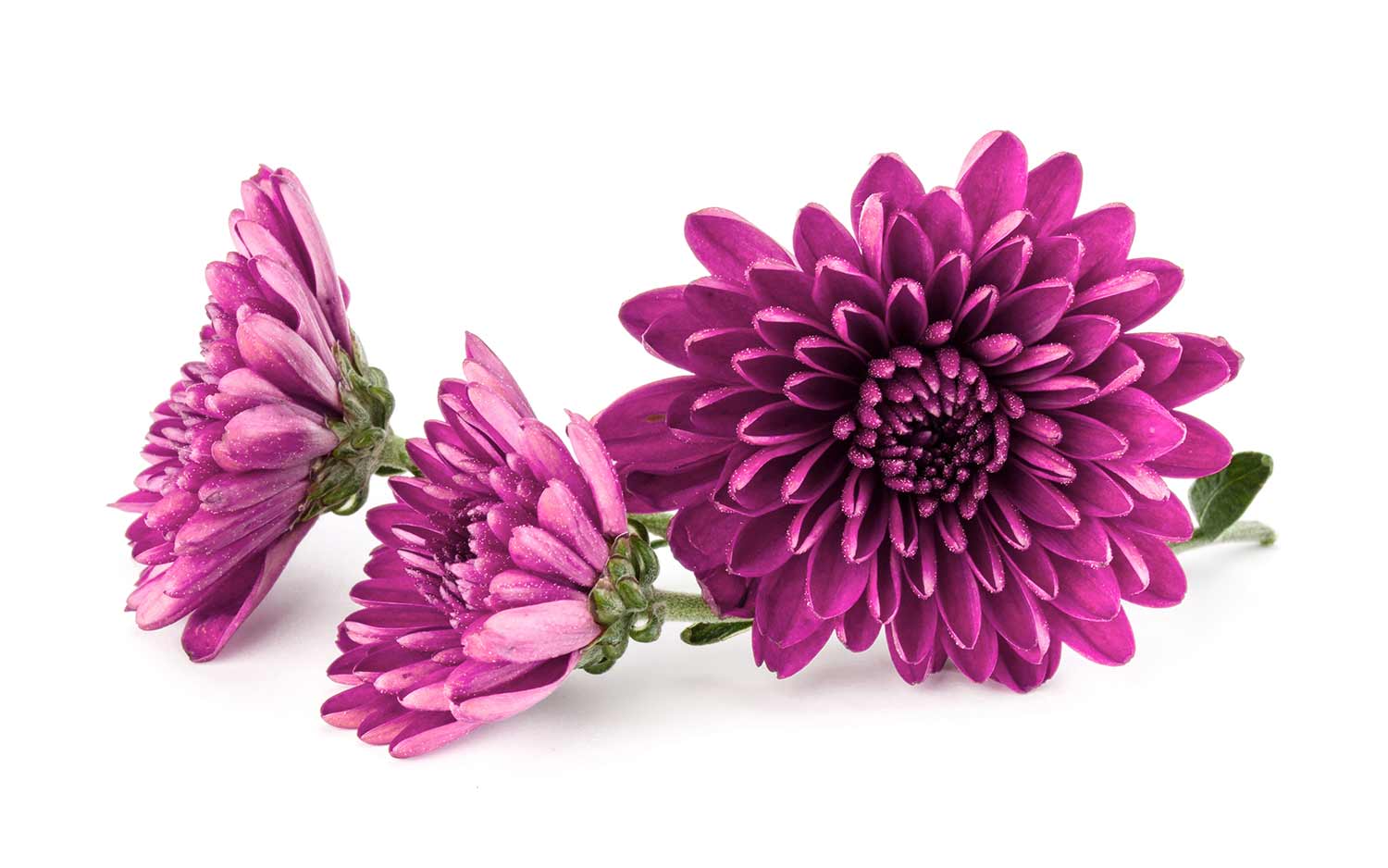 Chrysantheme