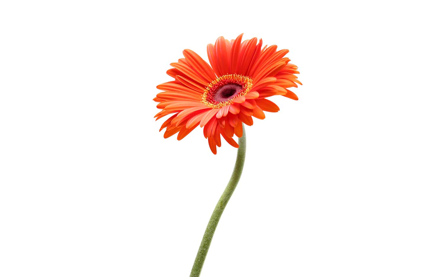 Gerbera