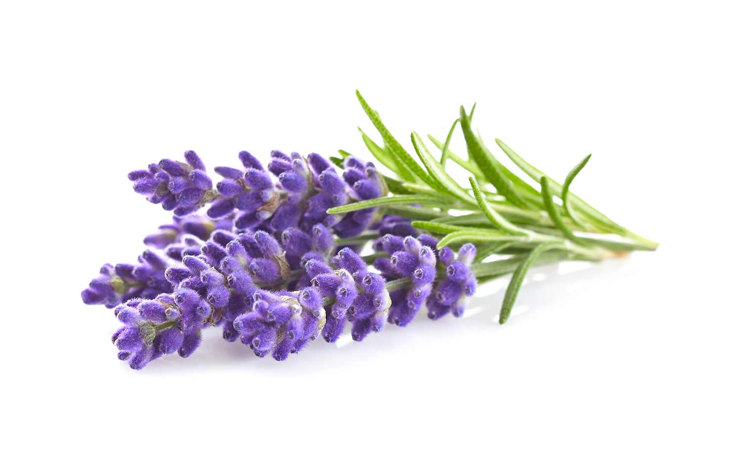 Lavendel