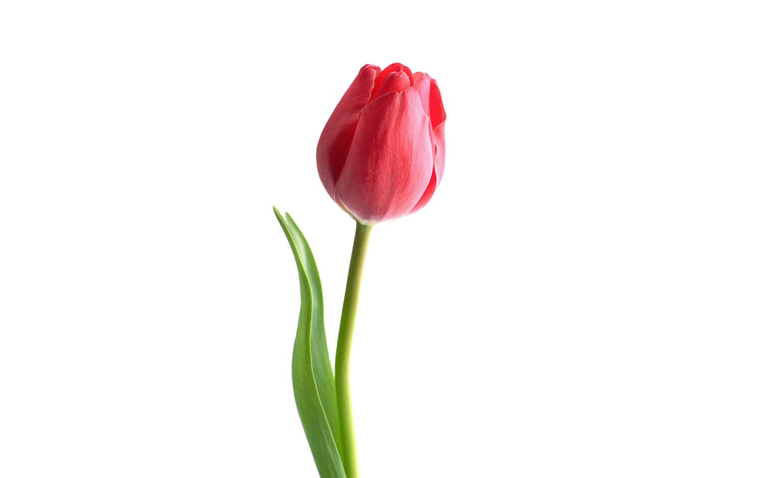 Tulpe